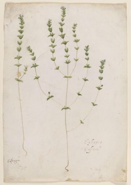 Unknown, Textile design