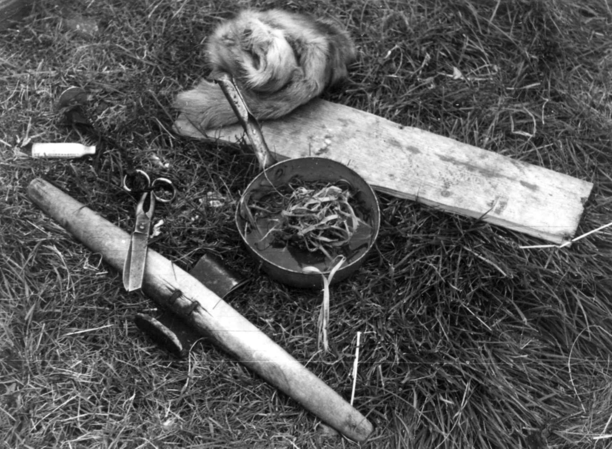 Anna Grostøl, Et skinn og redskap til skinnberedning. Olderdalen, Kåfjord, Troms 1947.
