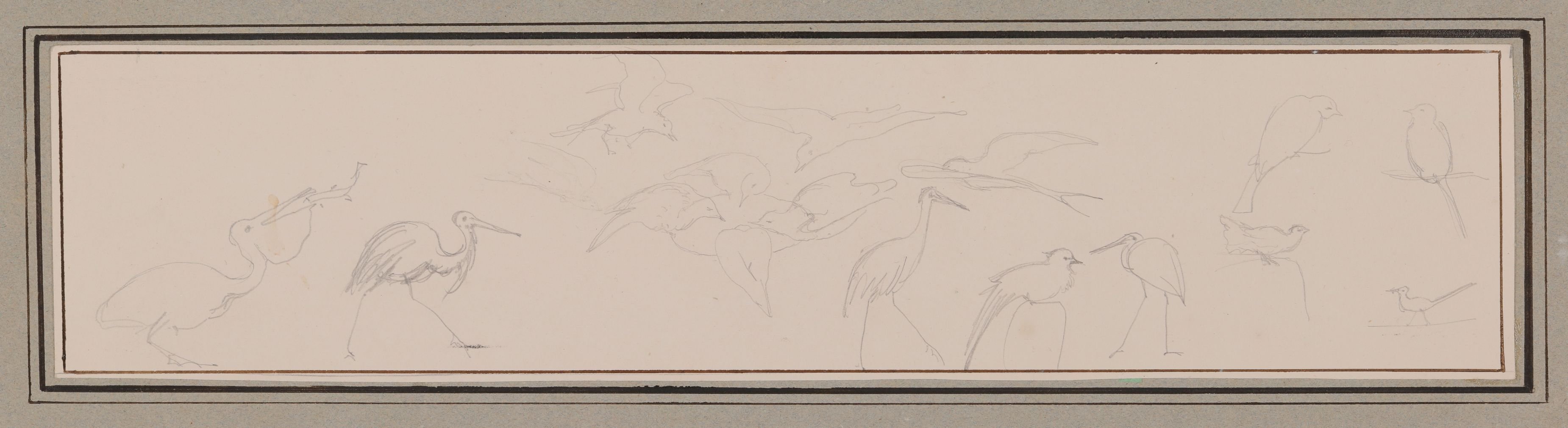 Armgart von Arnim, "Flüchtige Zeichnungen" von Kranichen und anderen Vögeln [aus der "geblümten Kassette"]