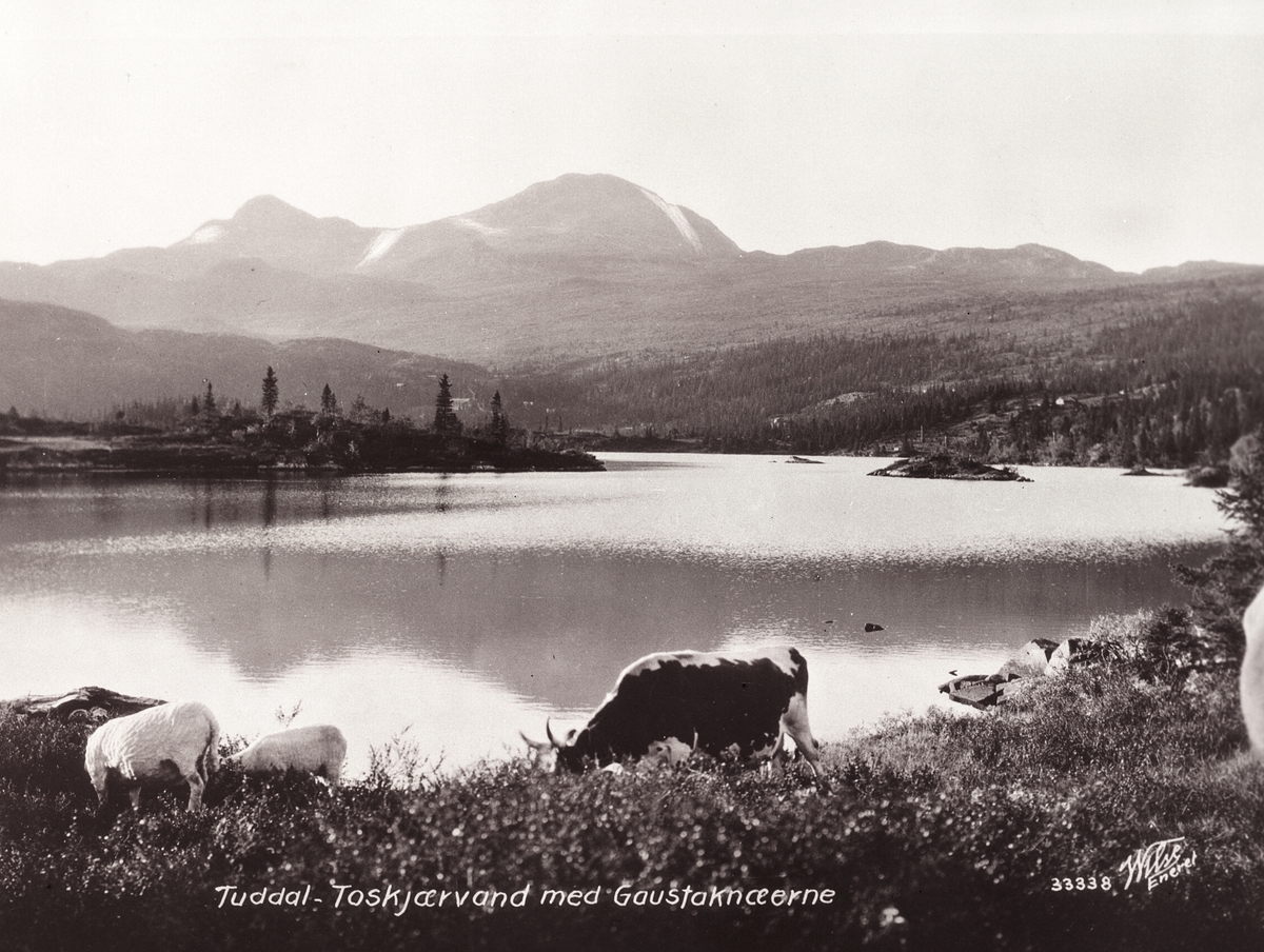 Anders Beer Wilse, Prot: Telemark - Tuddal, Bjaarvand