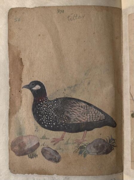 Unknown, Depictions of Common (or grey) quail and a Black partridge of Northern India