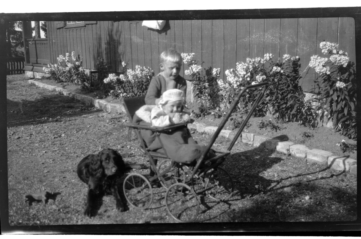 Rolf Sr. Sundt, Brødrene Julius og Rolf jr. Sundt og familiens hund Rollo, Villa Knyggen. Fotografert 1921.