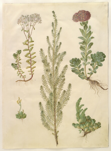 Hans Simon Holtzbecker, Sedum album (hvid stenurt); Sedum anacampseros (rundbladet stenurt); Sedum (stenurt); Suaeda vera (busk-strandgåsefod); Sedum rupestre (bjerg-stenurt)