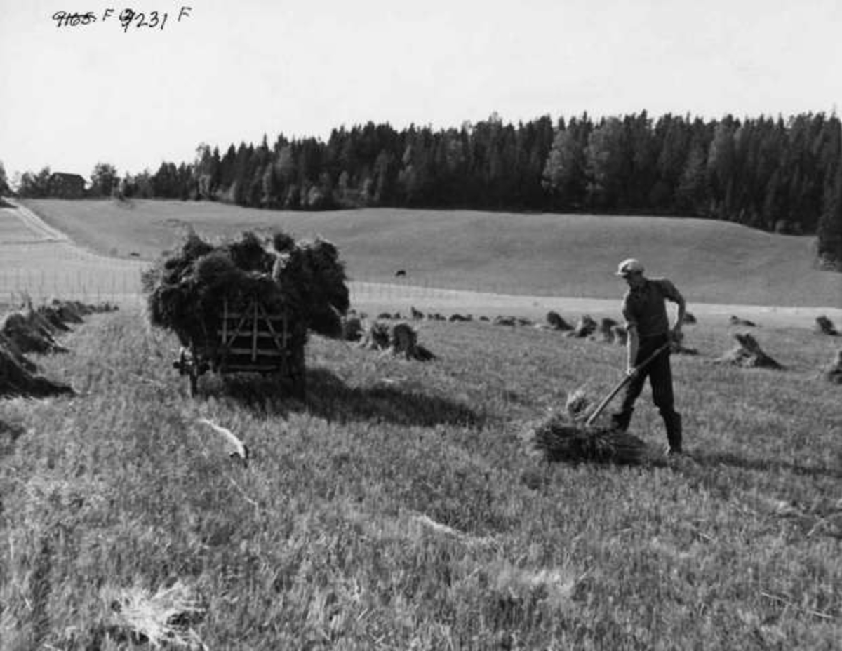 Anders Beer Wilse, -8079