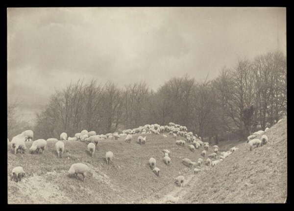 Gale, Lt. Col. Joseph, Sheep on Hills