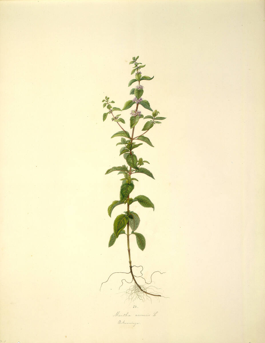 AugustRokert, Mentha arvensis L - Ackerminze