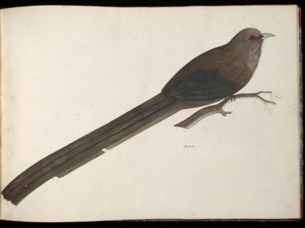 Unknown, Large green malkoha
