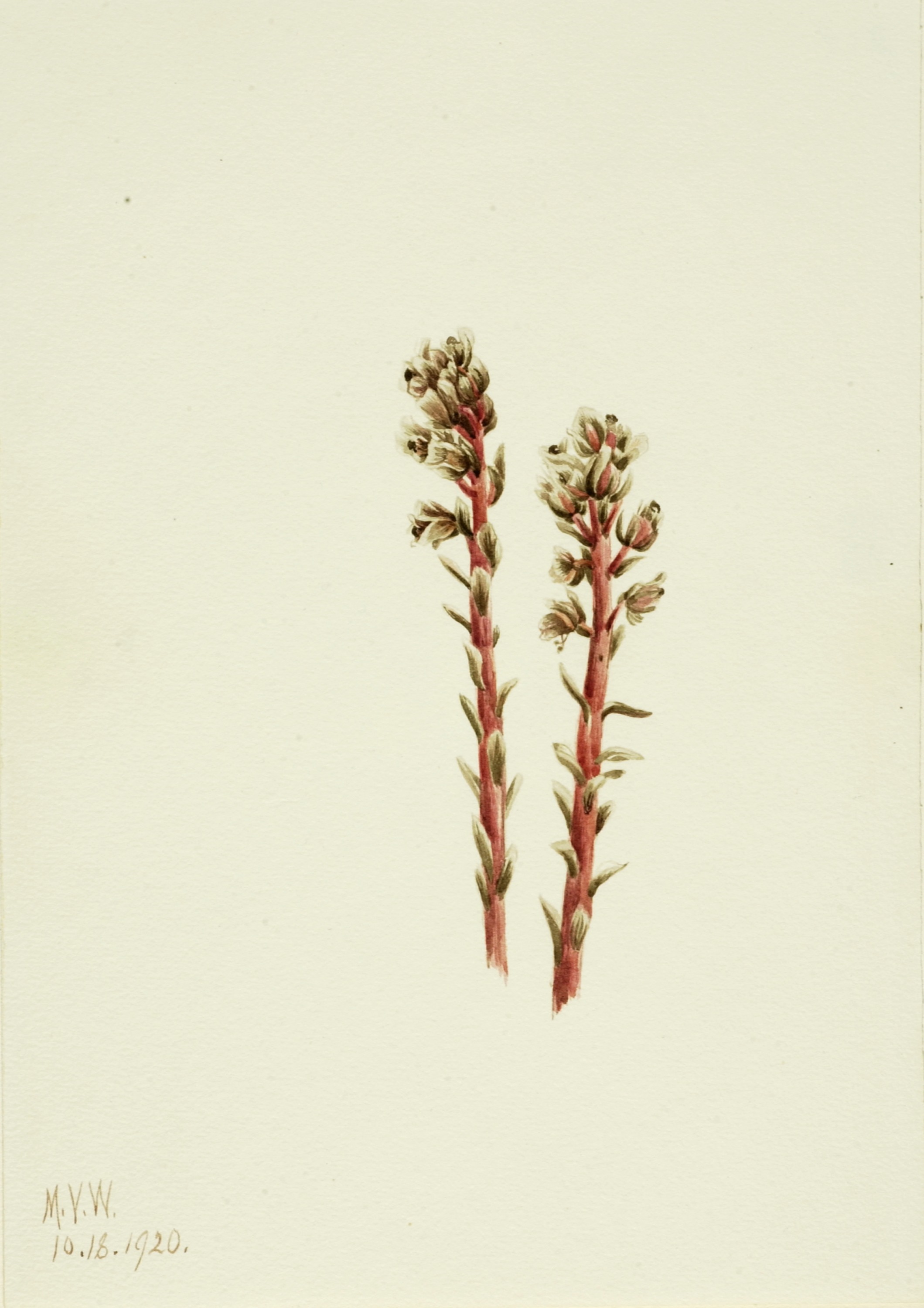 Mary Vaux Walcott, Red Pinesap (Hypopitys lanuginosa)