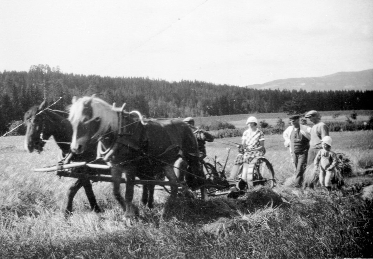 Anno Domkirkeodden, Skuronn på Tande gård, Ringsaker. Signe Brochmann kjører tospann med slåmaskin. Voksne og barn.