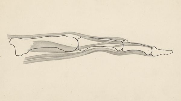 J Tinkelenberg, Schematic representation of the finger