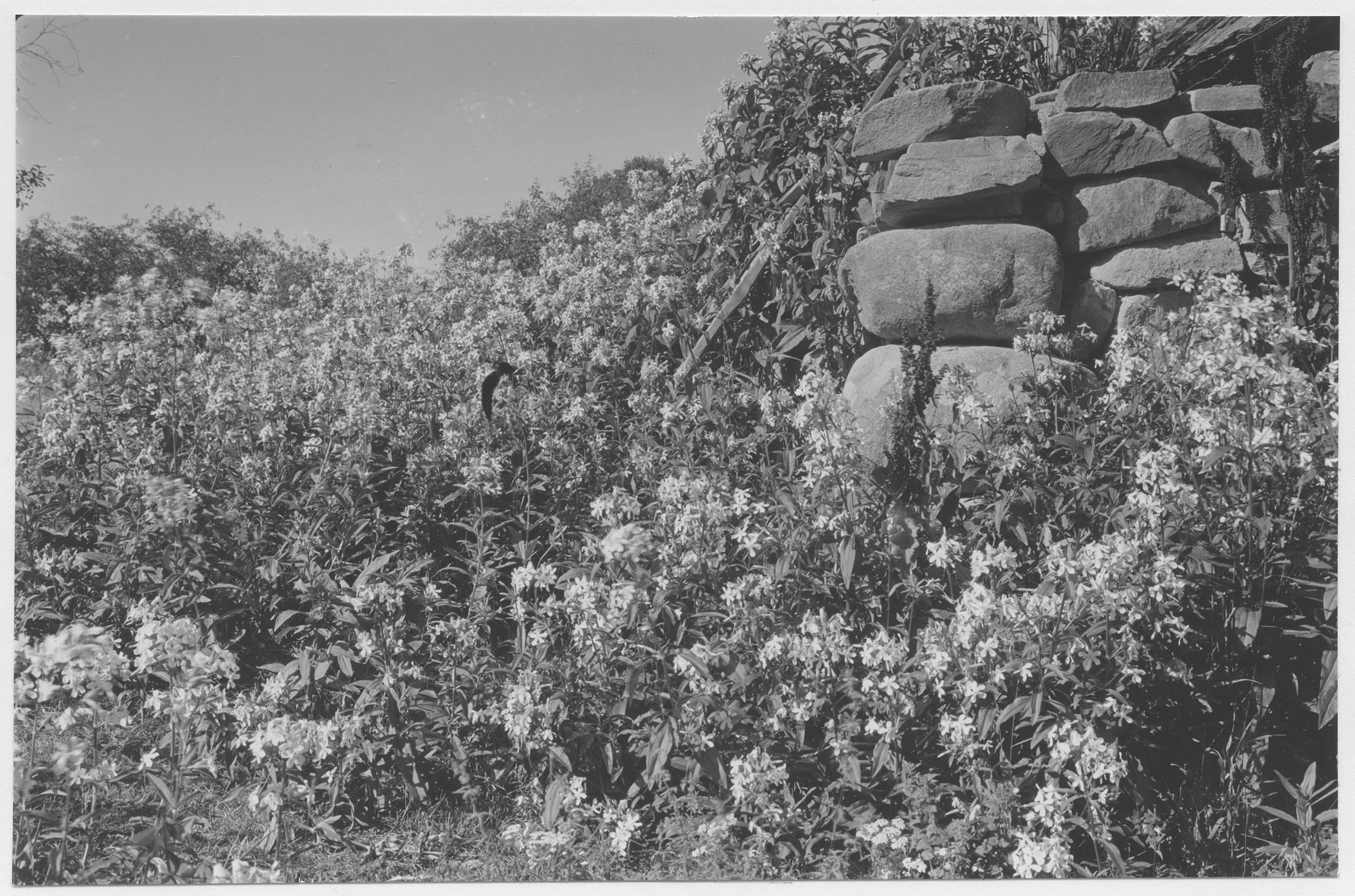 Mårten Sjöbeck, Tiveds socken, såpnejlika (Saponaria officinalis)