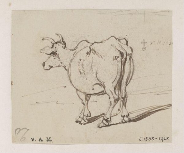George Chinnery, A cow seen from behind