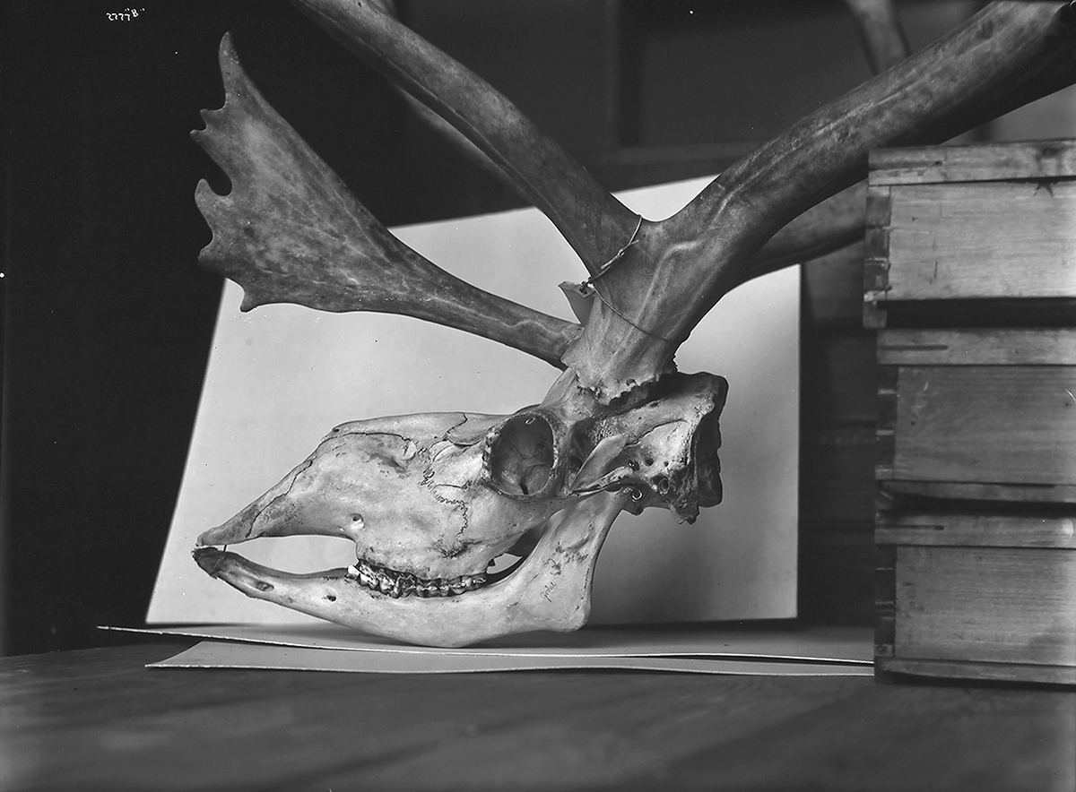 Anders Beer Wilse, Prot: Rensdyrkranier - soologiske Museum