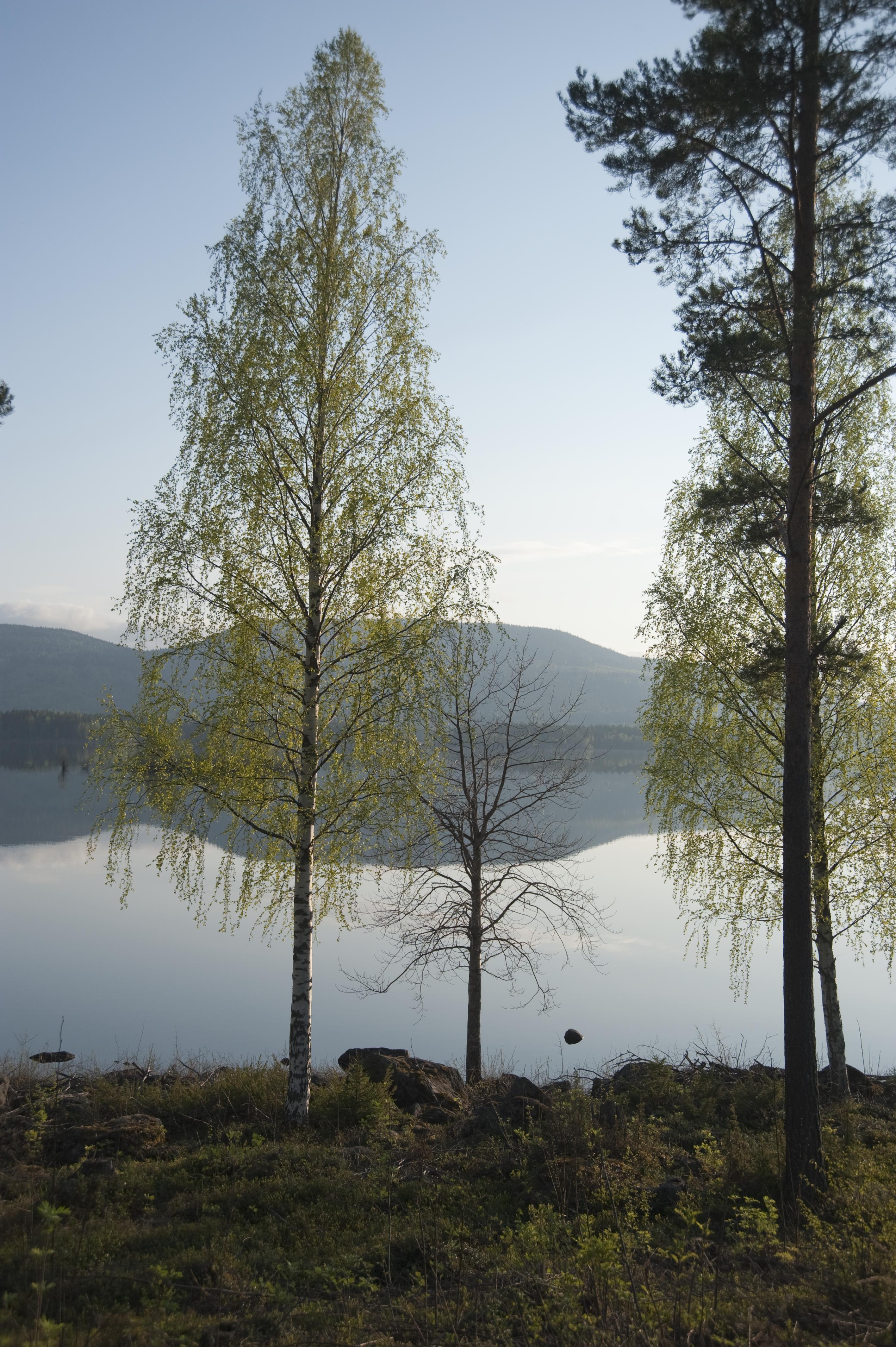 Bengt A Lundberg, Hasselasjön