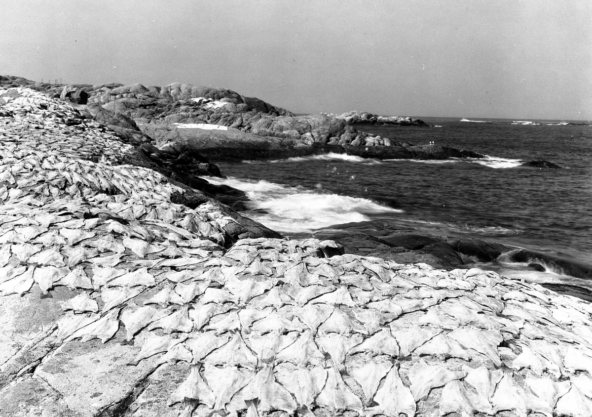 Anders Beer Wilse, Prot: Grip, klipfisktørking