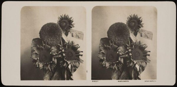 Unknown, Sunflowers