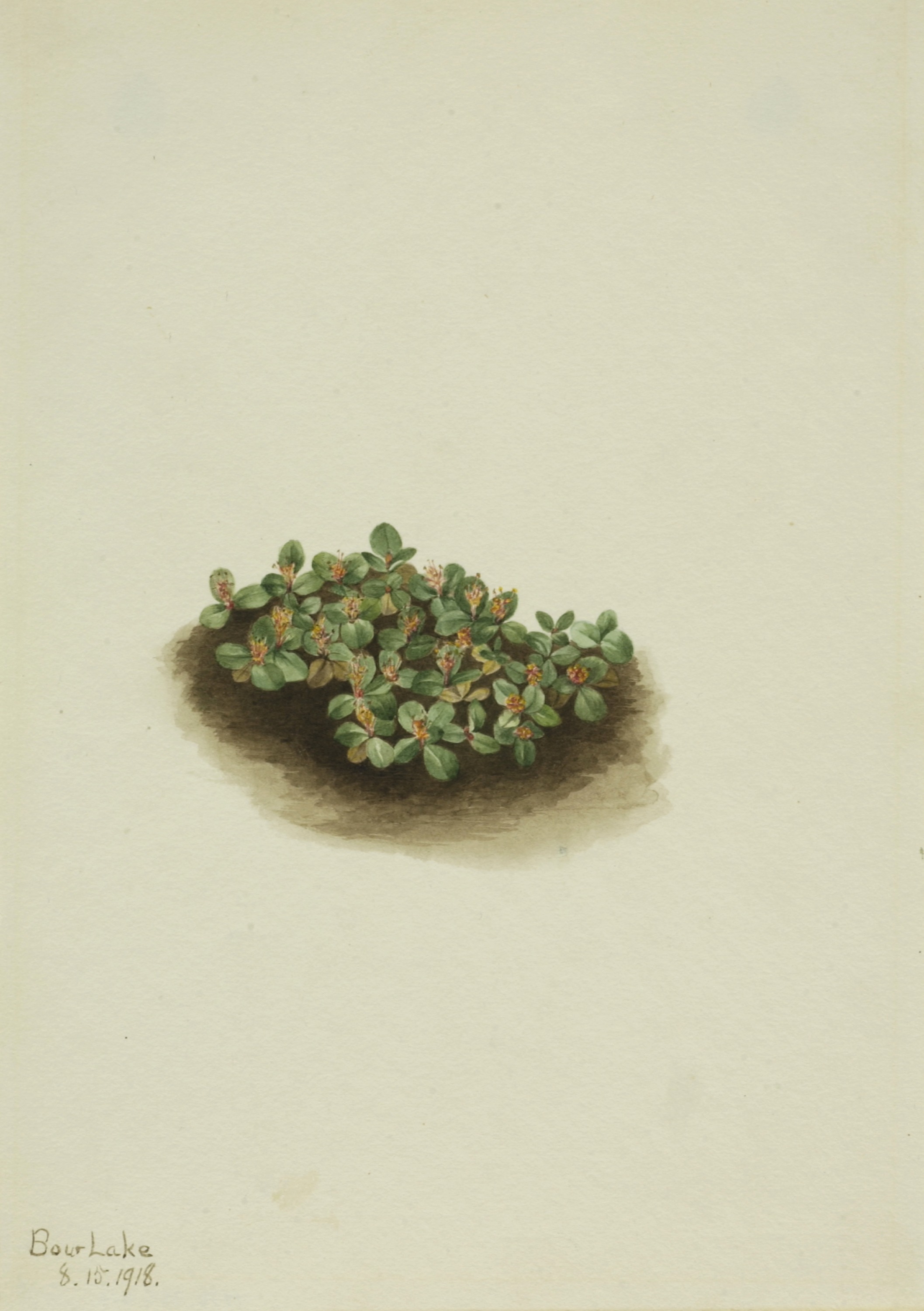 Mary Vaux Walcott, Snow Willow (Salix nivalis)