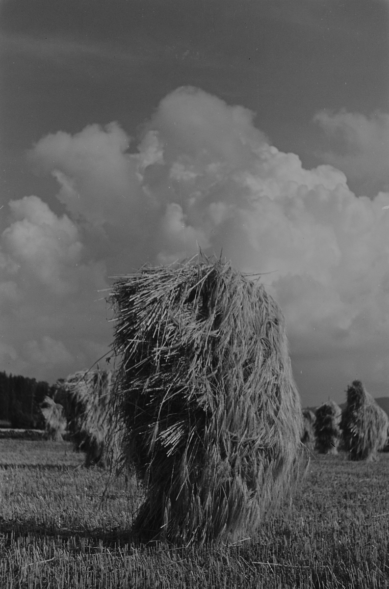 Anders Beer Wilse, Prot: Kornstaur