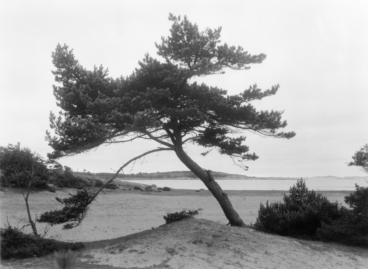 Anders Beer Wilse, Prot: Skjærhallen - Hvalør Furutre 1/11 1907 (delevis feil i protokoll)