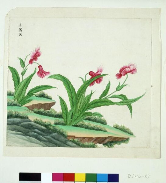 Unknown, Poppy