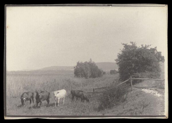 Gale, Lt. Col. Joseph, Four Cows