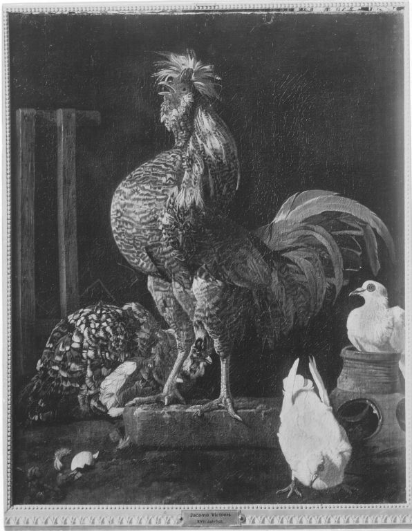 Jacomo Victors, Rooster, Hen and Pigeons