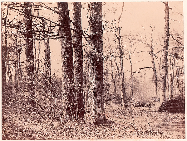 Unknown, Sous-bois en automne