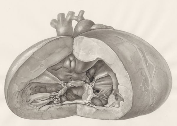 H.G Wetselaar, Heart