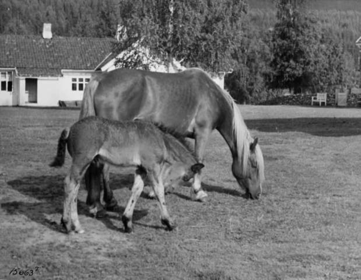 Anders Beer Wilse, -7958