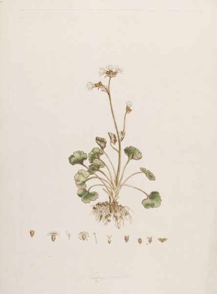 John Miller, Print