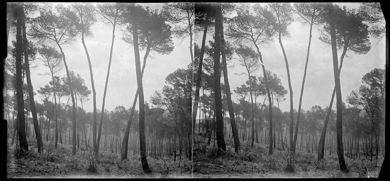 Desconegut, [Bosc a Vallvidrera]