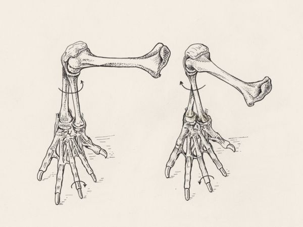J Tinkelenberg, Musculoskeletal system of the upper extremity