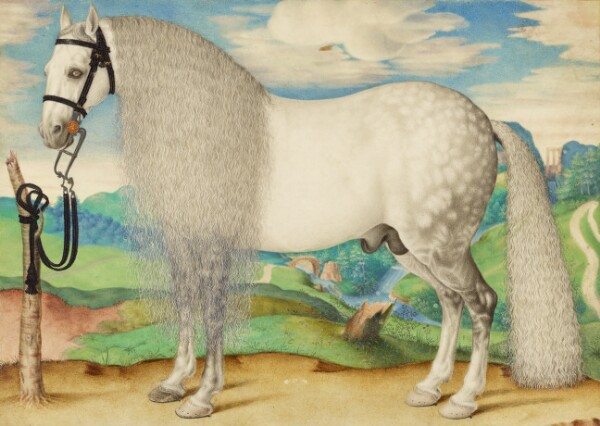 Unknown, A Dappled Gray Stallion Tethered in a Landscape
