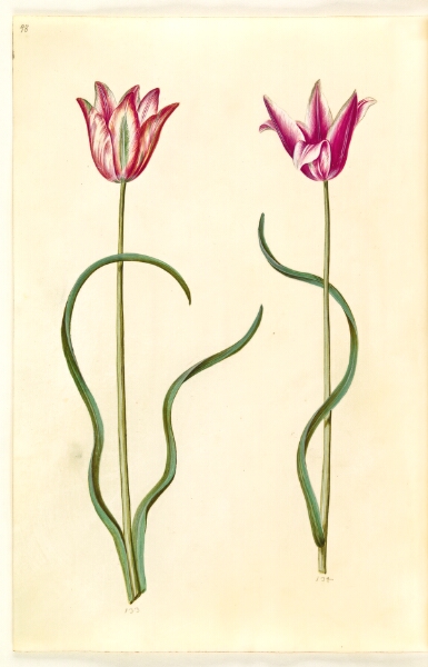 Hans Simon Holtzbecker, Tulipa clusiana (clusius-tulipan)