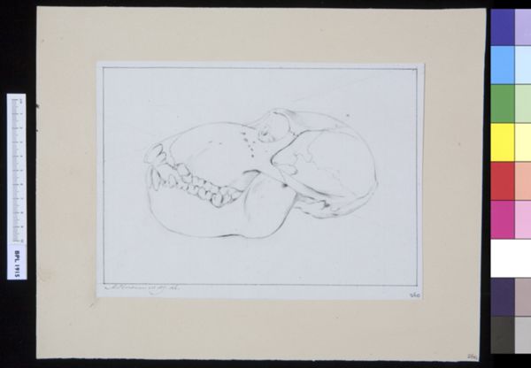 M Houtman, Animals: ape, skull