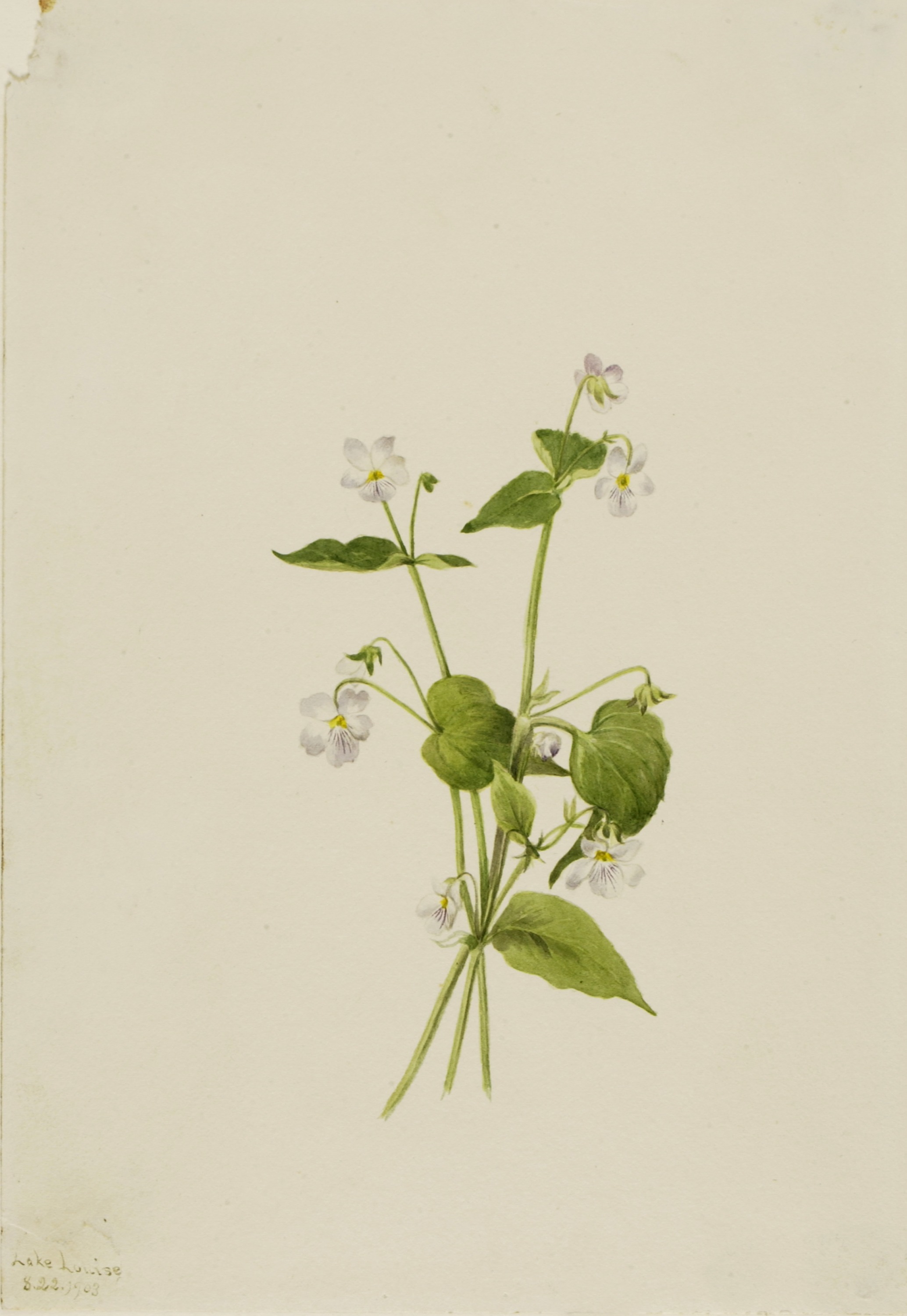 Mary Vaux Walcott, Canada Violet (Viola canadensis)