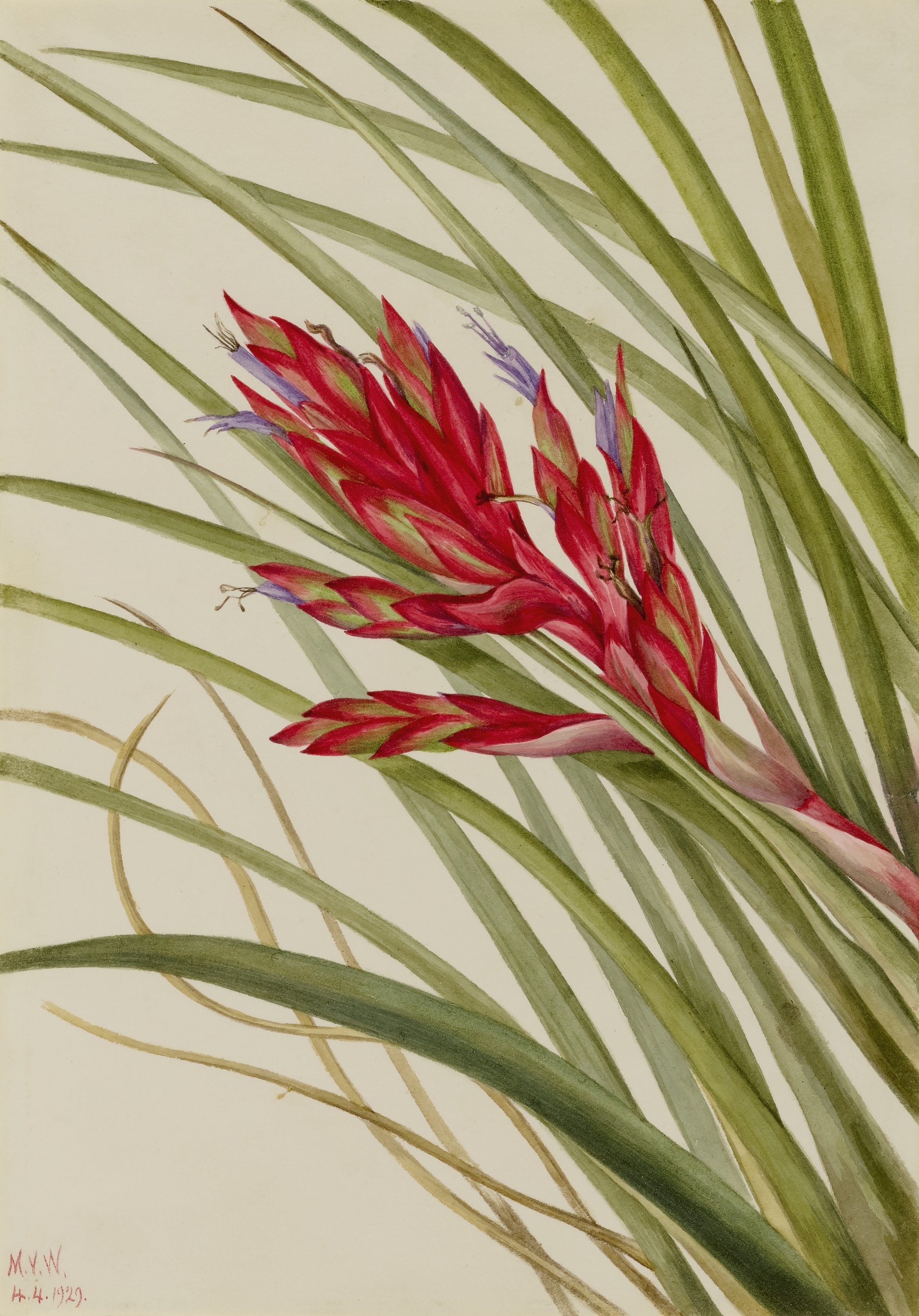 Mary Vaux Walcott, Quill-Leaf Tillandsia (Tillandsia fasciculata)
