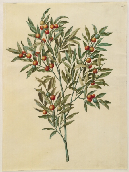 Hans Simon Holtzbecker, Solanum pseudocapsicum (jerusalem-koralbær)