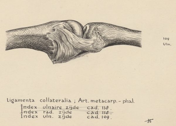 J Tinkelenberg, Muscular tissue of the finger joint