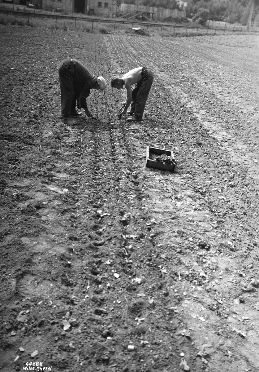 Anders Beer Wilse, Prot: Planting