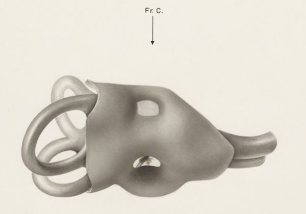 H.G Wetselaar, Sensory organs on an embryo