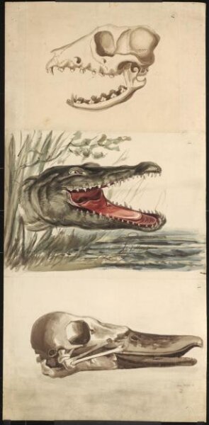Unknown, Drawing