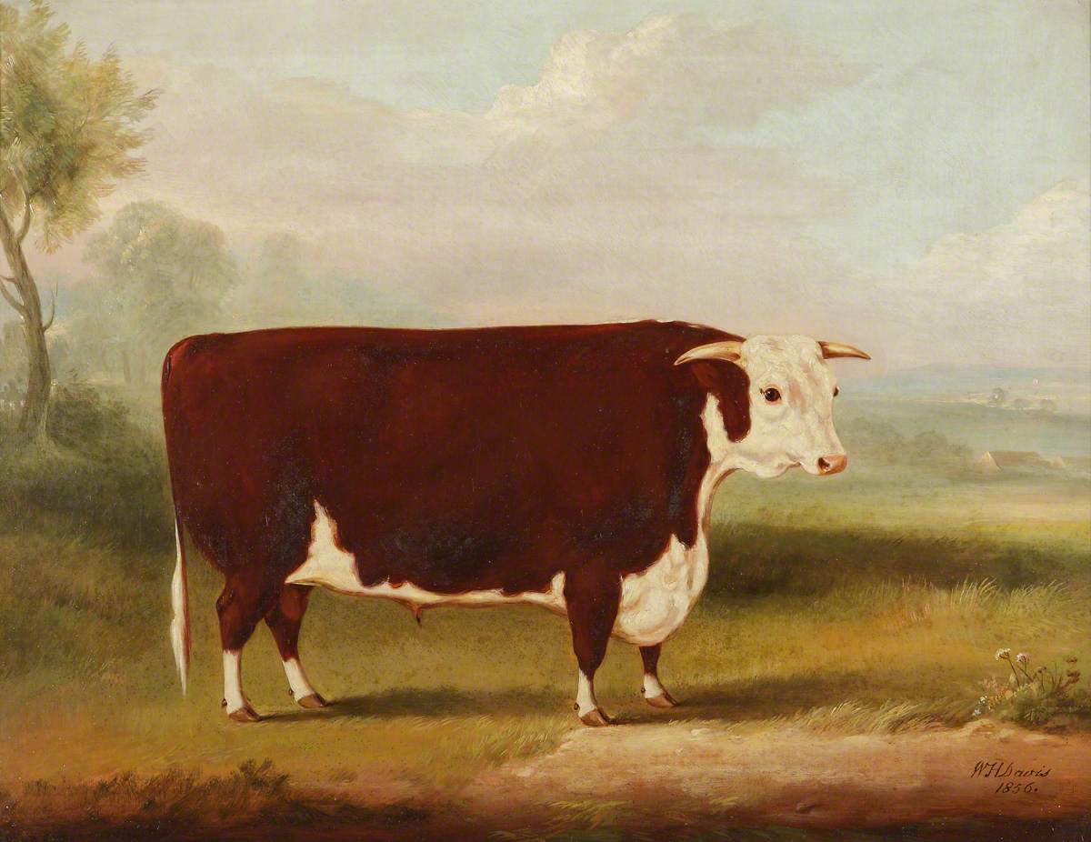 William Henry Davis, Hereford Bull