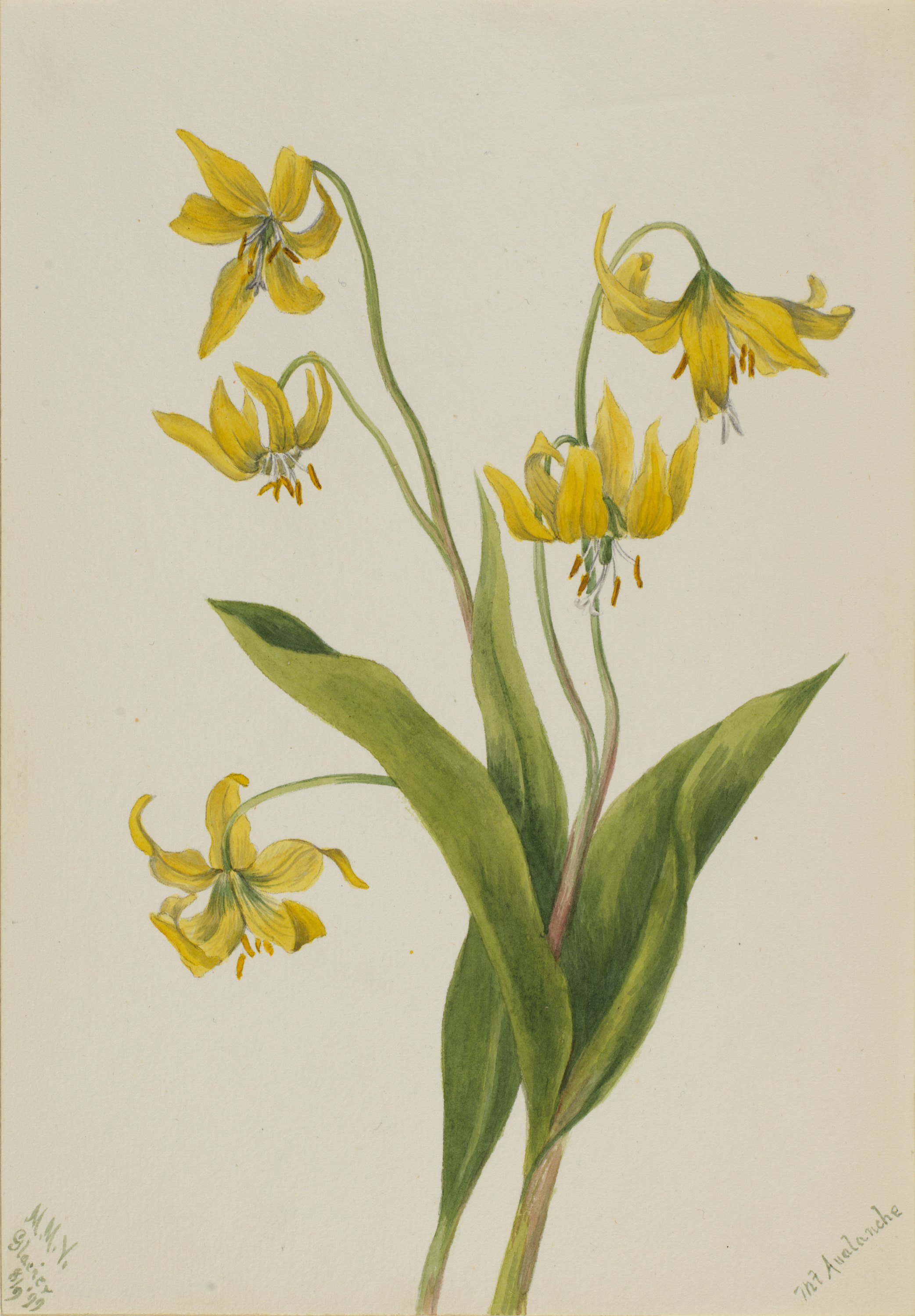 Mary Vaux Walcott, Glacierlily (Erythronium grandiflorum)