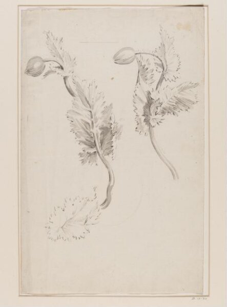 Unknown, Studies of Two Sprigs of Opium Poppies (Papaver somniferum)