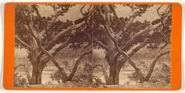 Unknown, [Texas Scenery. Mountain Cedar.]