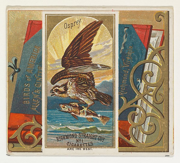Allen & Ginter, Osprey, from the Birds of America series (N37) for Allen & Ginter Cigarettes