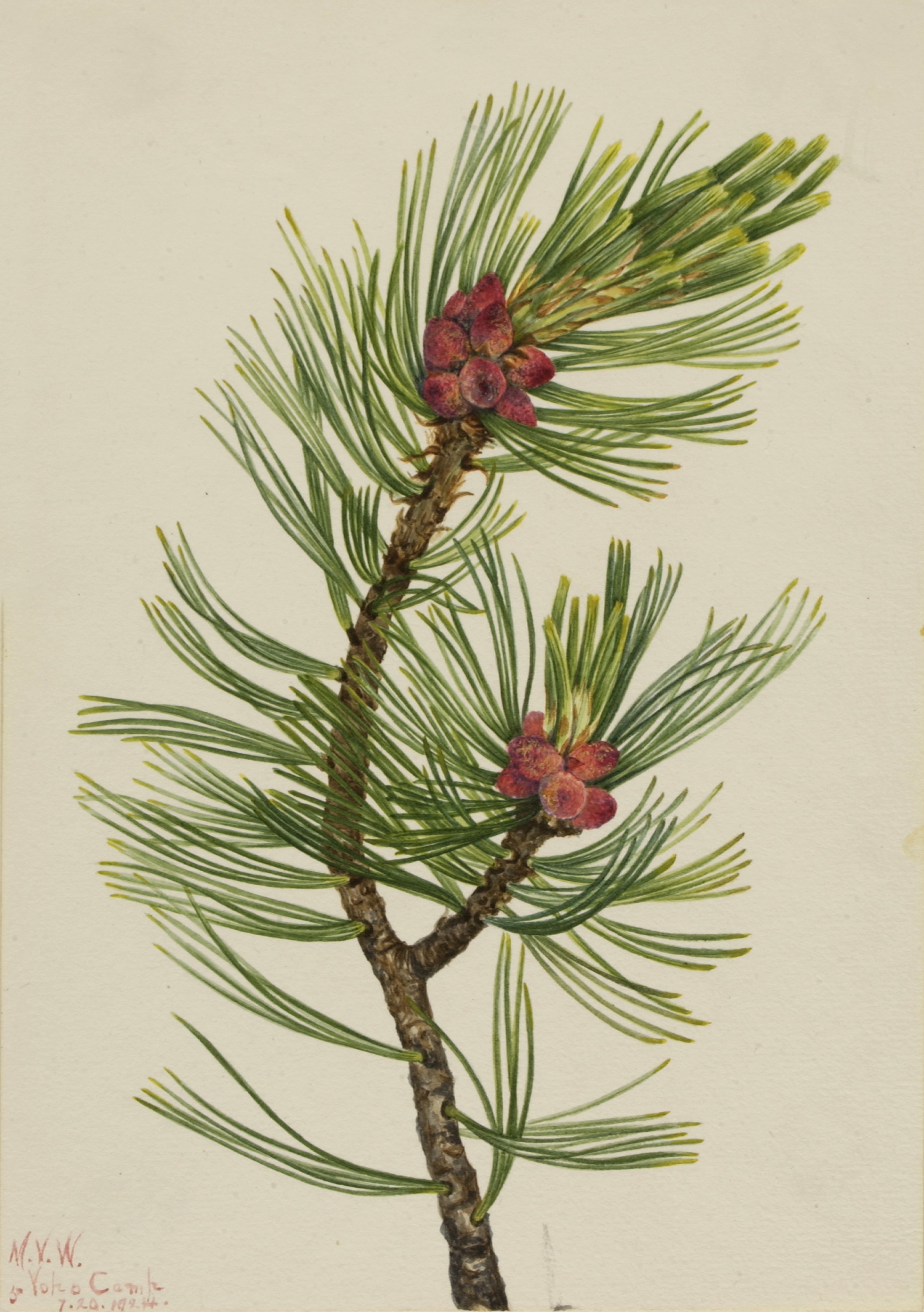 Mary Vaux Walcott, Whitebark Pine (Pinus albicaulis)