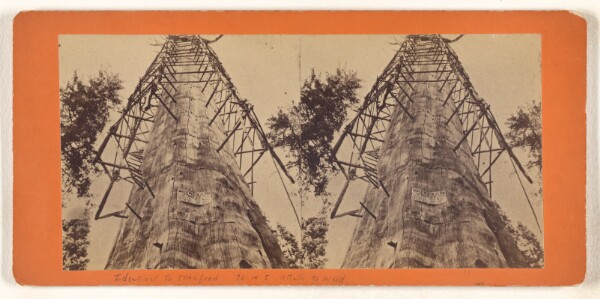Unknown, The Mother of the Forest, California, 305 feet high, 63 feet circumference.