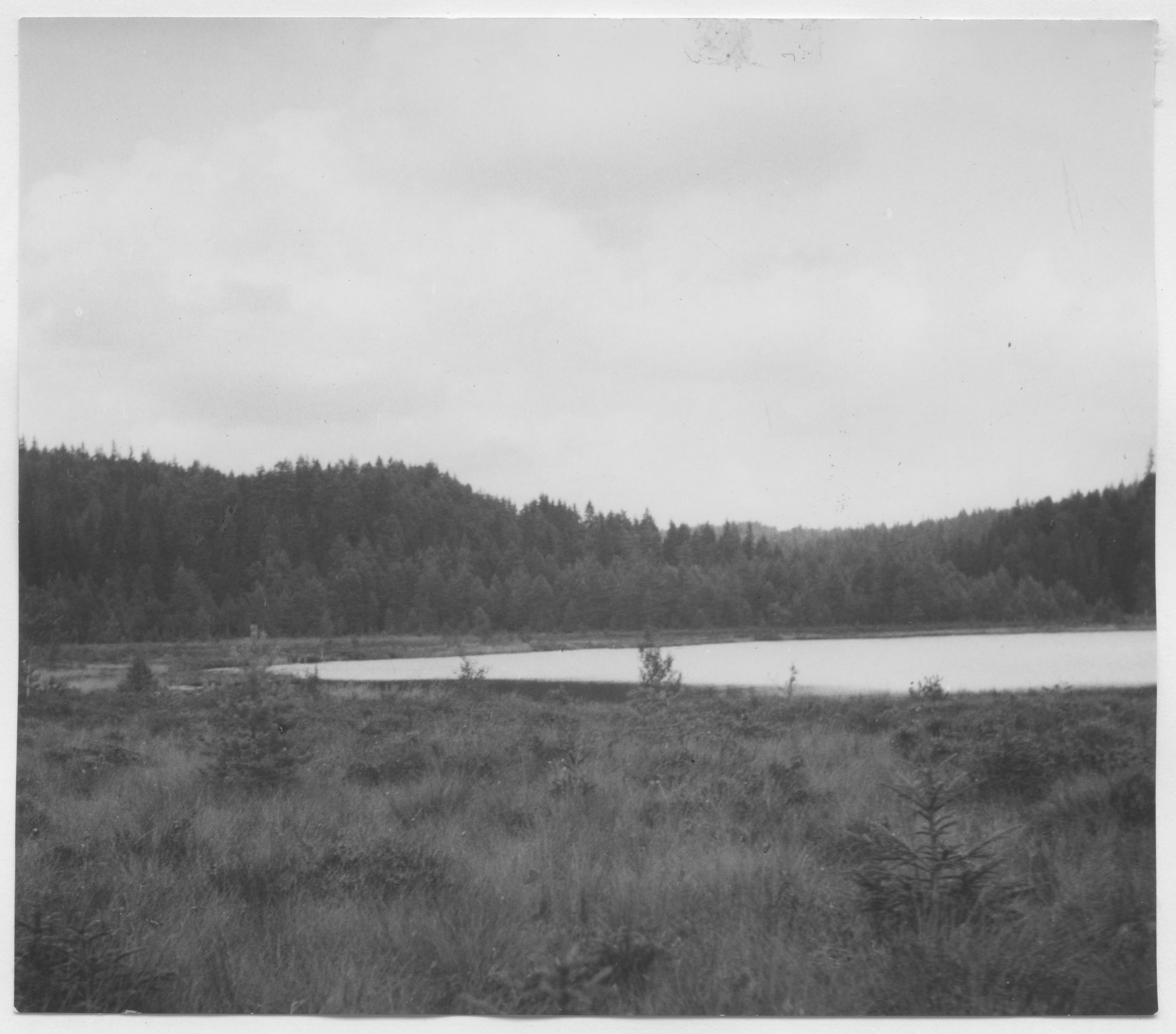 Mårten Sjöbeck, Strand-Årbol, näringsfattig myr